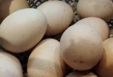 鸡蛋壳的成分有哪些 鸡蛋壳的成分
