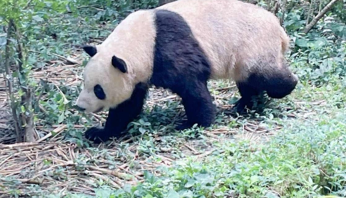 大熊猫的尾巴是什么颜色的 大熊猫的尾巴是黑色还是白色