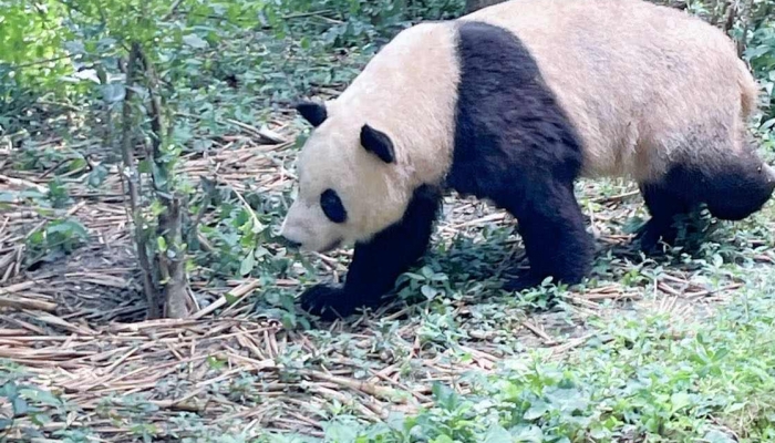 秦岭再现大熊猫“遛娃”熊猫宝宝一直认真在“干饭”
