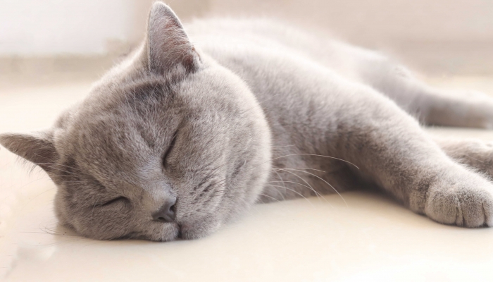 研究发现猫和狗也会做梦 它们做梦会梦到什么