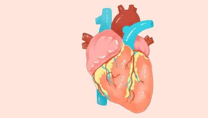研究揭示为啥成人心脏不能再生 与某种东西的数量减少有关