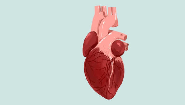研究揭示为啥成人心脏不能再生 与某种东西的数量减少有关
