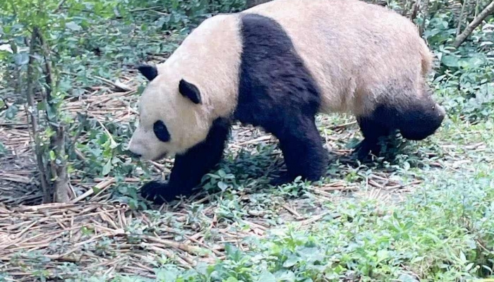 大熊猫宝宝出生时体重大约只有妈妈体重多少 大熊猫刚出生时有多重