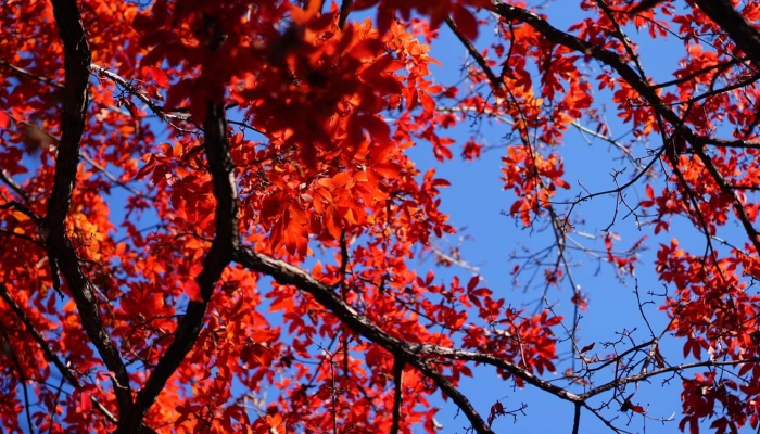 广州11月2日正式入秋 你感受到秋天的凉意了吗