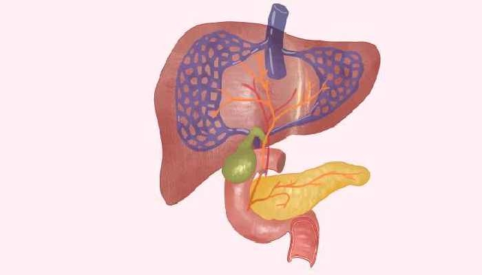 人体最大的消化腺是哪个器官 人体最大的消化腺是胃还是肝脏