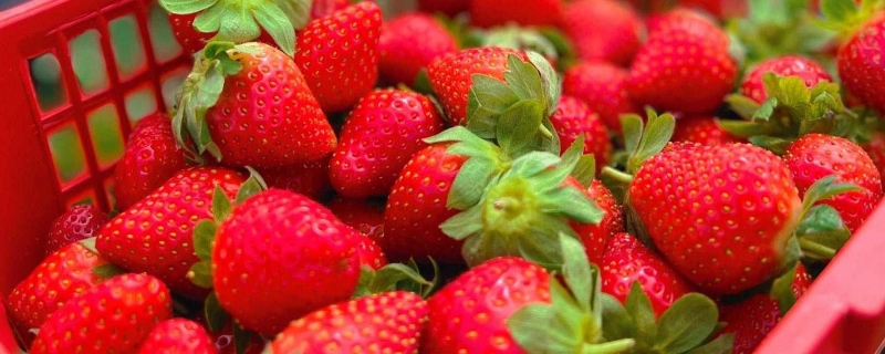 草莓红了后多久才能吃 草莓的营养价值