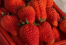 草莓放冰箱好还是在外面好 保存草莓的合适温度是多少