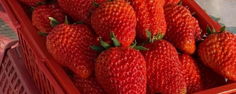 草莓放冰箱好还是在外面好 保存草莓的合适温度是多少