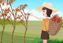 夏天香椿树上的嫩芽能吃吗 香椿的清洗步骤