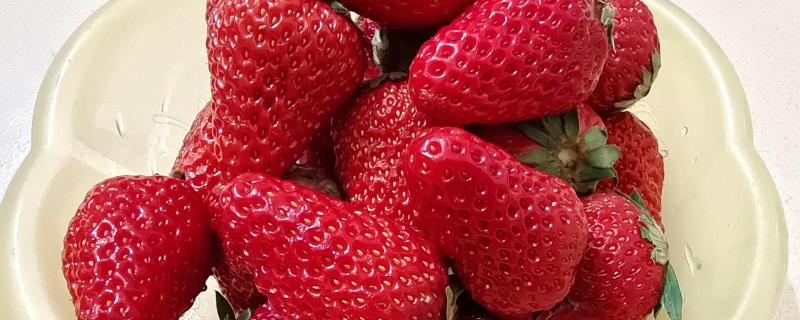 草莓几月份成熟