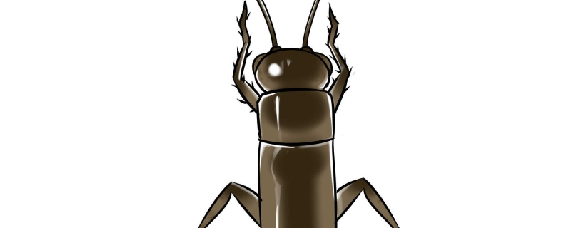 蟋蟀是如何发出叫声的 蟋蟀是通过什么行为发声的