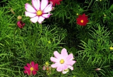 重庆花漫时光园艺赏花攻略 赏花注意事项有哪些