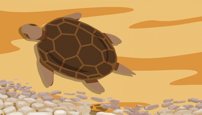 海龟的龟壳实际上是它的什么 海龟的龟壳是它的皮肤还是骨骼