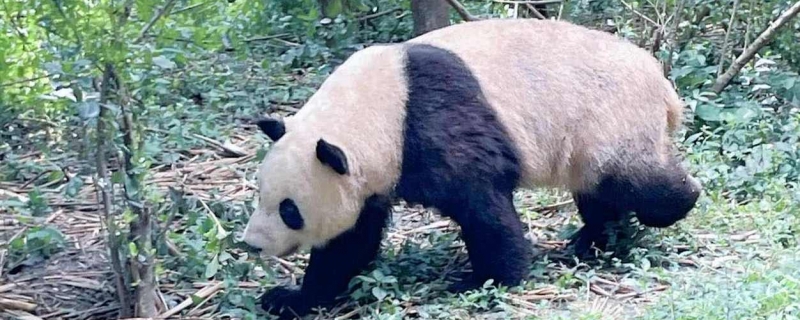 大熊猫为什么近期扎堆回国 大熊猫至于为何今年出现集中回国