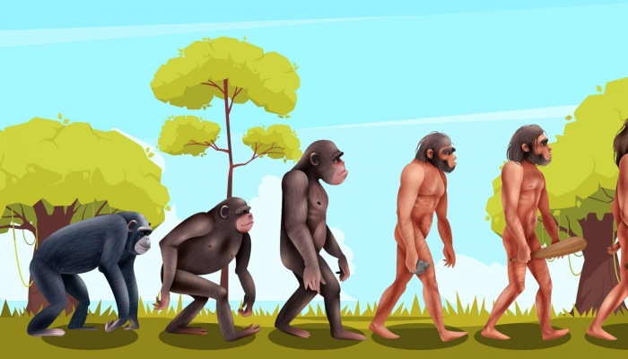 动物园大猩猩被发现在直立行走 大猩猩未来会进化成人吗