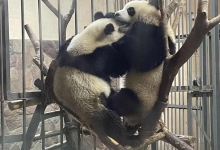 广州动物园大熊猫攻略 广州动物园大熊猫开放时间