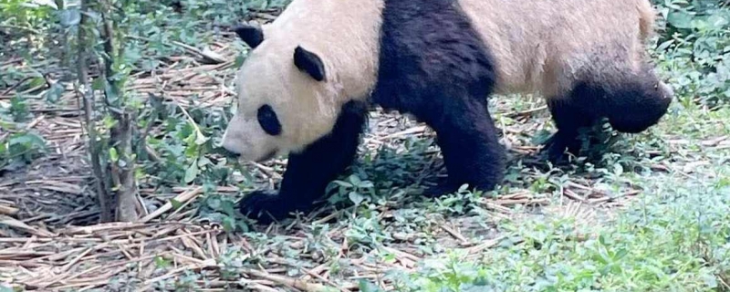 上海哪个动物园有熊猫 上海有几只大熊猫