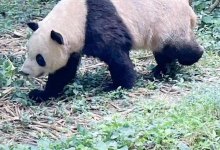 上海哪个动物园有熊猫 上海有几只大熊猫