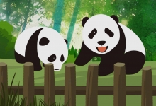 成都大熊猫基地公布宝新离世原因 大熊猫宝新因急性重症胰腺炎离世