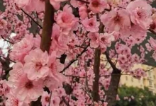 2023年合川春季赏花攻略（时间+地点+路线） 合川春季赏花花期