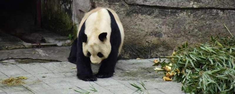 大妈喂熊猫吃玉米芯被终生禁止参观是什么情况 景区通报大妈将吃完的玉米芯喂熊猫