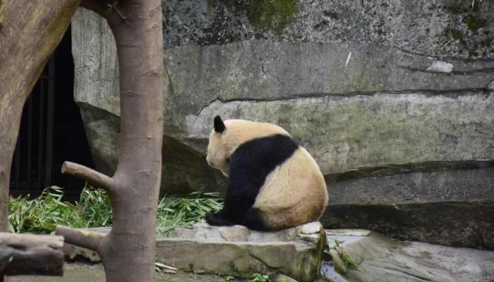 大妈喂熊猫吃玉米芯被终生禁止参观是什么情况 景区通报大妈将吃完的玉米芯喂熊猫