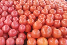 番茄的营养价值及营养成分