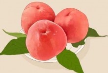 白粉桃的营养价值及营养成分
