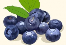 蓝莓酱的营养价值及营养成分