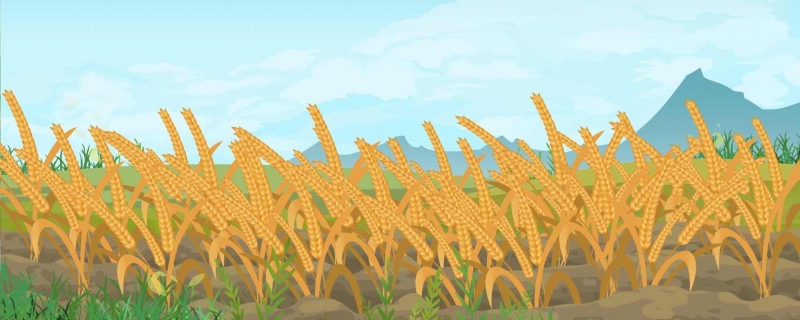 小麦和玉米哪个植物属于“有芒物”