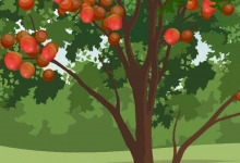 油桃什么季节成熟