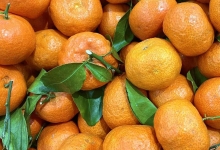 砂糖橘几月份成熟上市