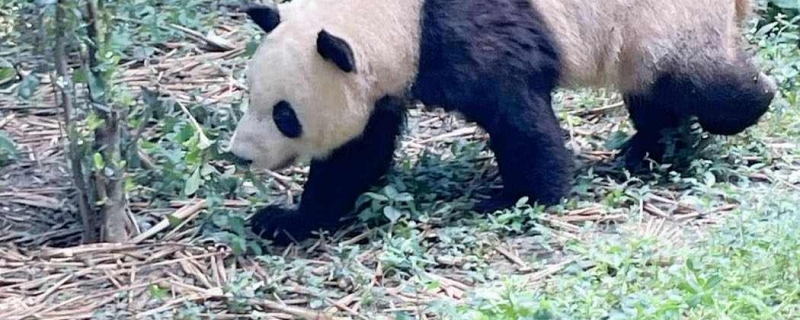 大熊猫吃肉吗 大熊猫为什么吃肉