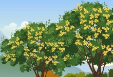 桂花树的特点是什么