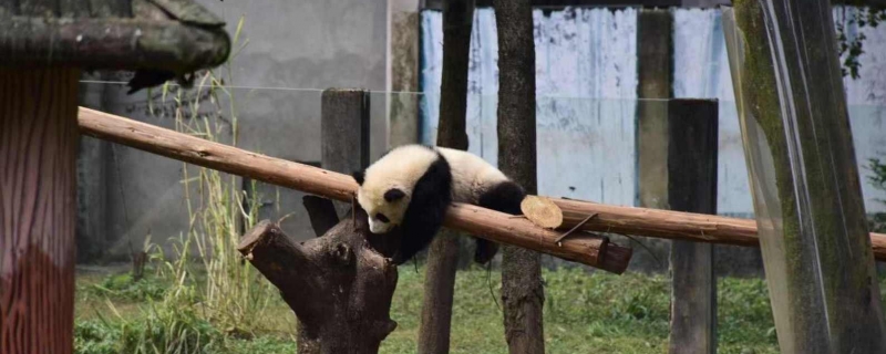 2游客被终生禁入成都大熊猫基地 因参观时私自投喂大熊猫