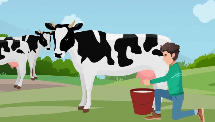奶牛为什么会一直产奶 奶牛是公牛还是母牛产奶