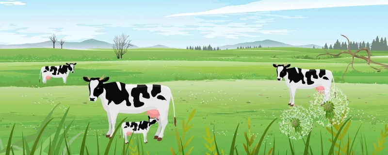 奶牛为什么会一直产奶 奶牛是公牛还是母牛产奶