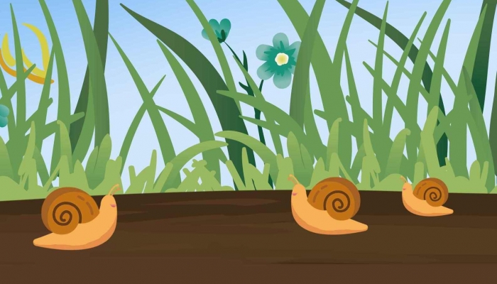 为什么蜗牛爬得慢 蜗牛吃什么东西