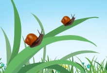 为什么蜗牛爬得慢 蜗牛吃什么东西