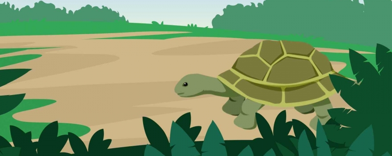 乌龟的寿命为什么那么长 乌龟多久冬眠