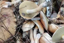 为什么捡菌子前要拍一拍 采蘑菇为什么要先拍一拍
