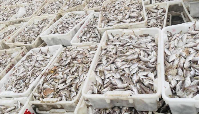 日本渔港出现大量沙丁鱼集体死亡 90吨鱼尸密密麻麻铺满水面