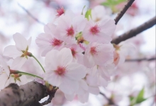 2023鹤壁樱花节是什么时候 鹤壁樱花节2023年开幕式时间表