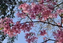 2023上海顾村樱花节是几月几日开始 上海顾村公园赏樱花怎么去