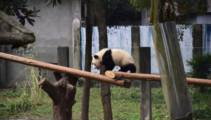 2020年最长寿圈养大熊猫叫什么名字