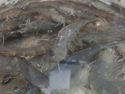 基围虾的功效与作用及营养 适合食用基围虾的人群