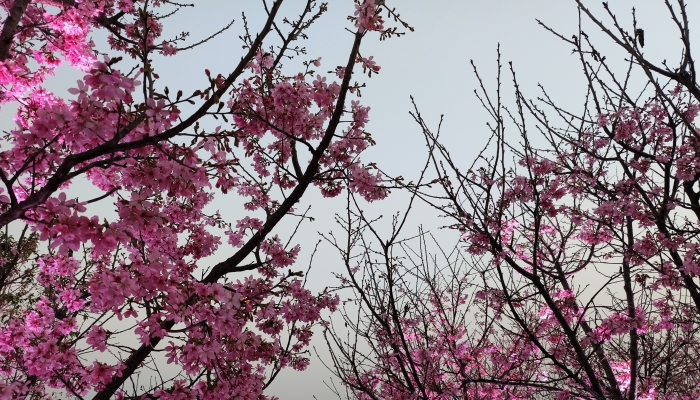 2024南沙大岗十八罗汉山樱花节攻略 2024南沙大岗十八罗汉山的樱花观赏时间