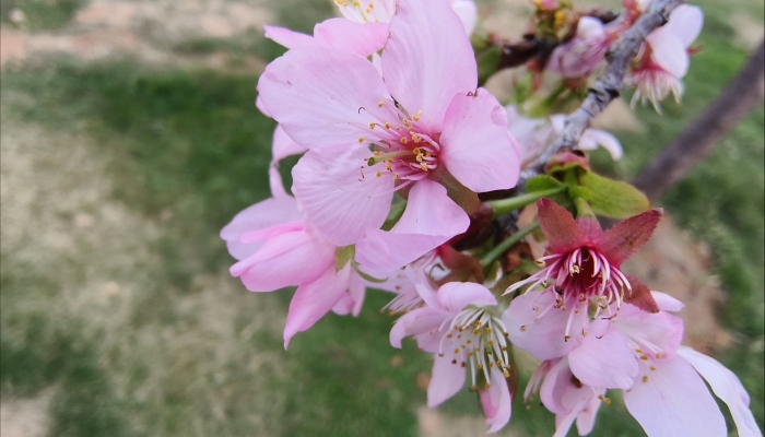 2024南沙大岗十八罗汉山樱花节攻略 2024南沙大岗十八罗汉山的樱花观赏时间