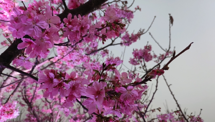 2024东湖樱花园什么时候去合适 武汉东湖樱花节开始时间2024