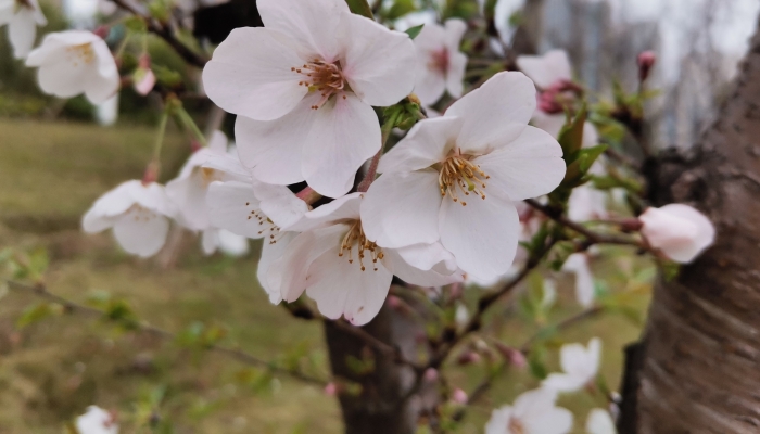 2024齐山樱花节什么时候开幕 2024齐山国际樱花节时间
